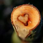 Das Herz des Baumes