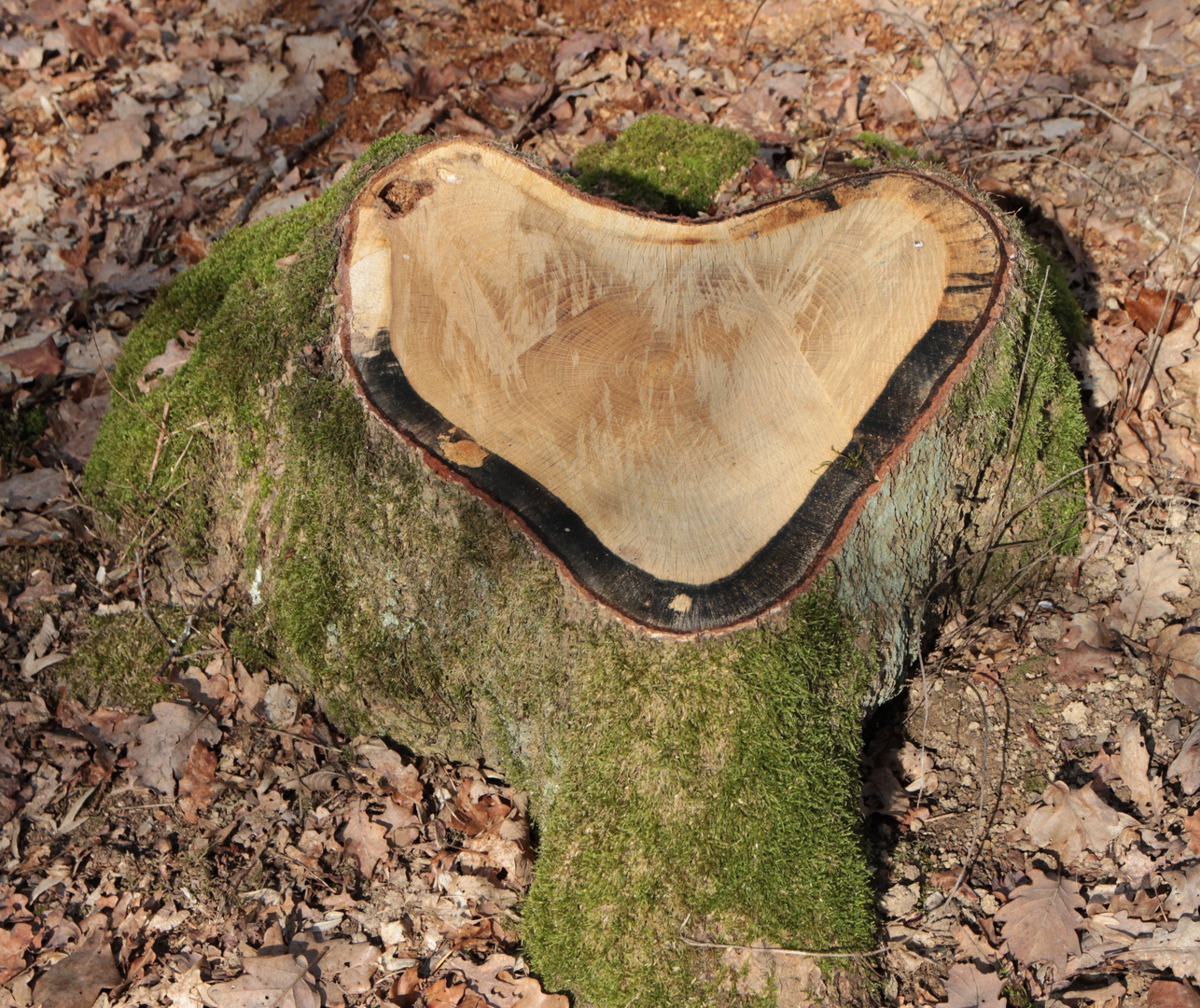 Das "Herz" des gefällten Baumes