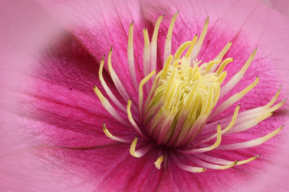 das Herz einer Clematisblüte