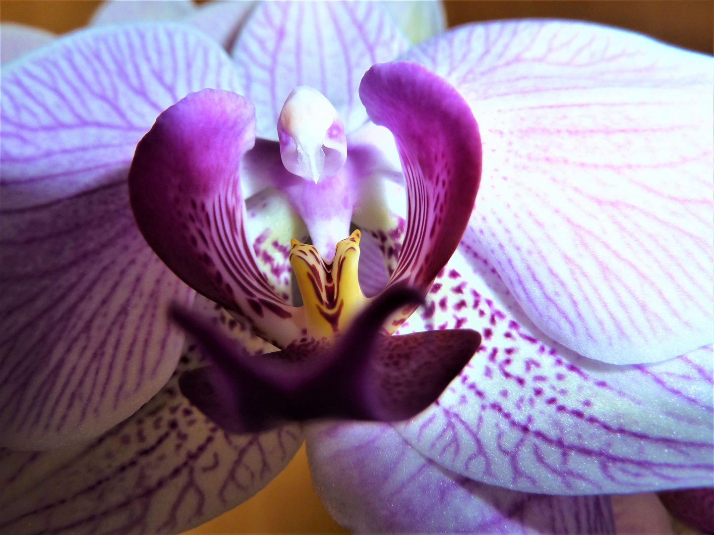 Das "Herz" einer Orchidee