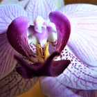 Das "Herz" einer Orchidee