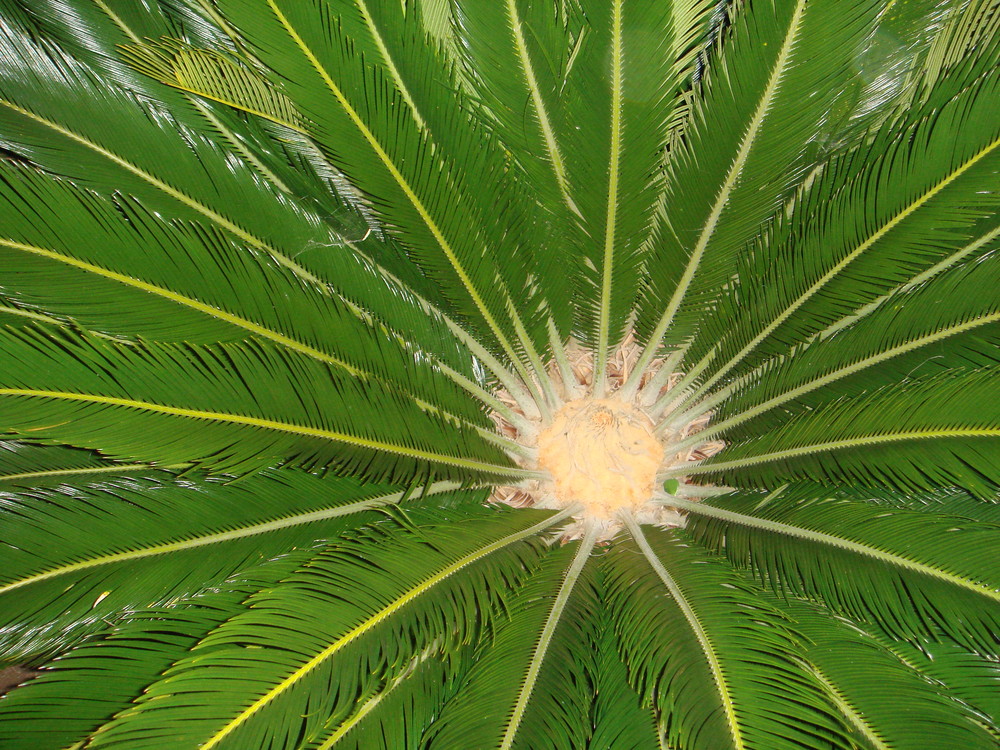 Das "Herz" einer Palme