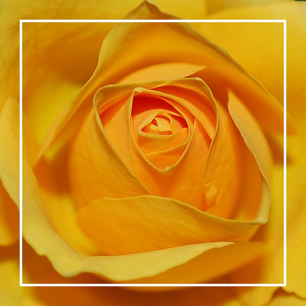Das Herz einer Rose – Serce rózy