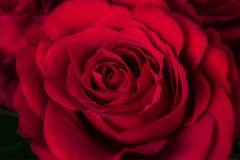 Das Herz einer roten Rose...
