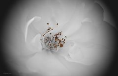 das Herz einer weißen Rose 
