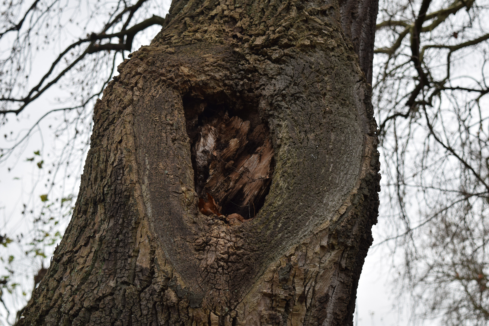 Das Herz im Baum 