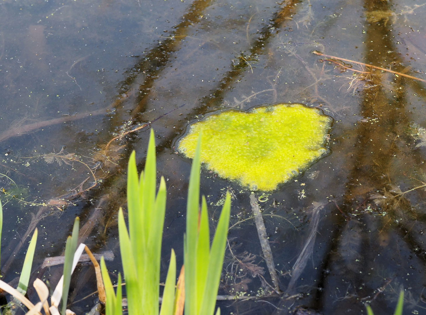 Das Herz ist ins Wasser gefallen....zum Spiegeltag...