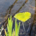 Das Herz ist ins Wasser gefallen....zum Spiegeltag...