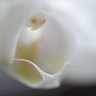 das Herz meiner weißen Orchidee...
