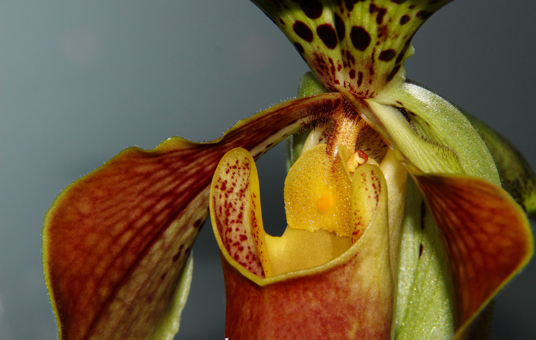 Das Herzstück der Paphiopedilum - Orchidee