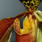 Das Herzstück der Paphiopedilum - Orchidee