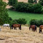 Das Heu wächst auf der Weide