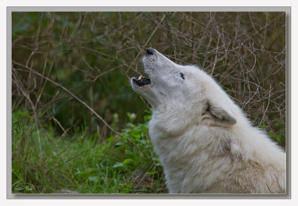 Das Heulen des Polarwolfes