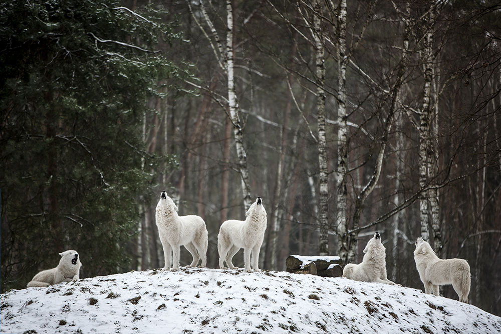 Das Heulen von Polarwölfen im Wildpark-Hanau