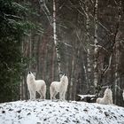 Das Heulen von Polarwölfen im Wildpark-Hanau