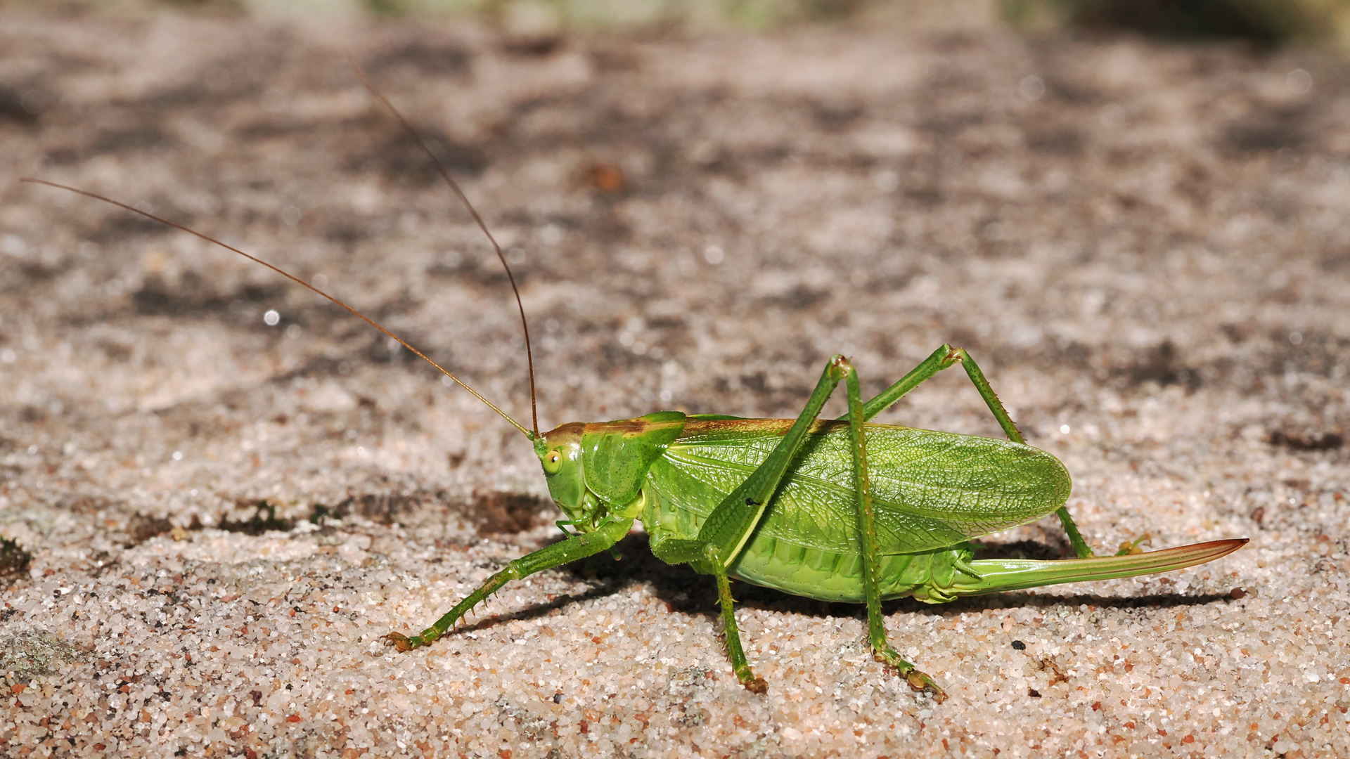 Das Heupferd in Pose