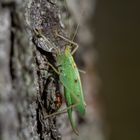 Das Heupferd und der Marienkäfer