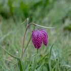 Das heutige Mittwochsblümchen