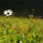 Das heutige Mittwochsblümchen ...