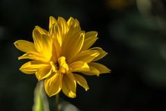 das heutige Mittwochsblümchen in der Sonne