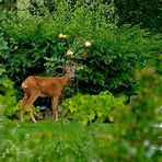 Das heutige Pfingstmenü: frische Rosenknospen ....