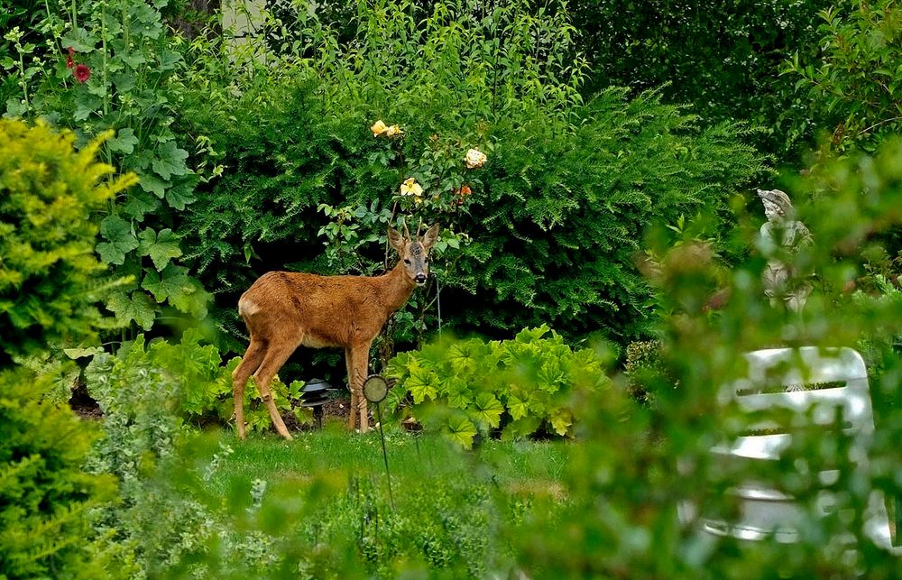 Das heutige Pfingstmenü: frische Rosenknospen ....