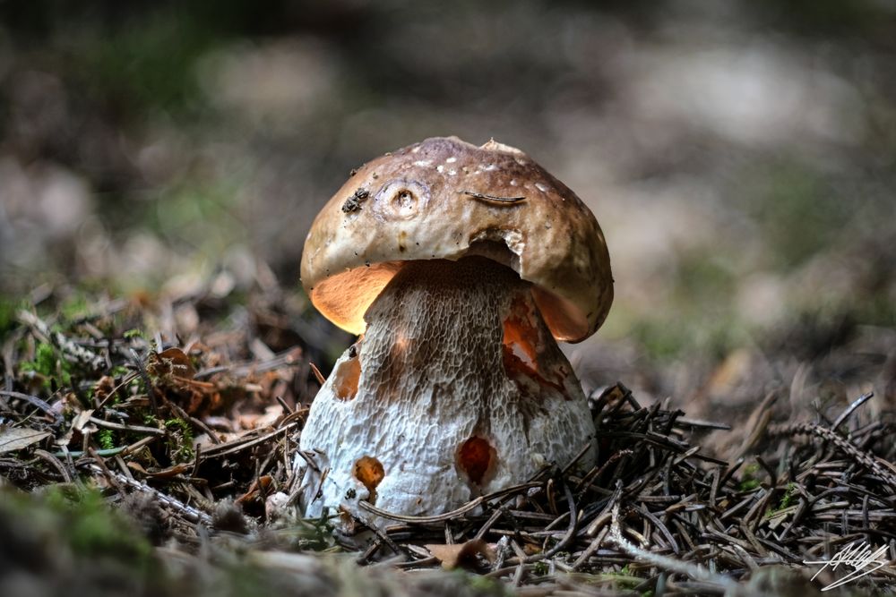 Das Hexenhäuschen - Alter Steinpilz