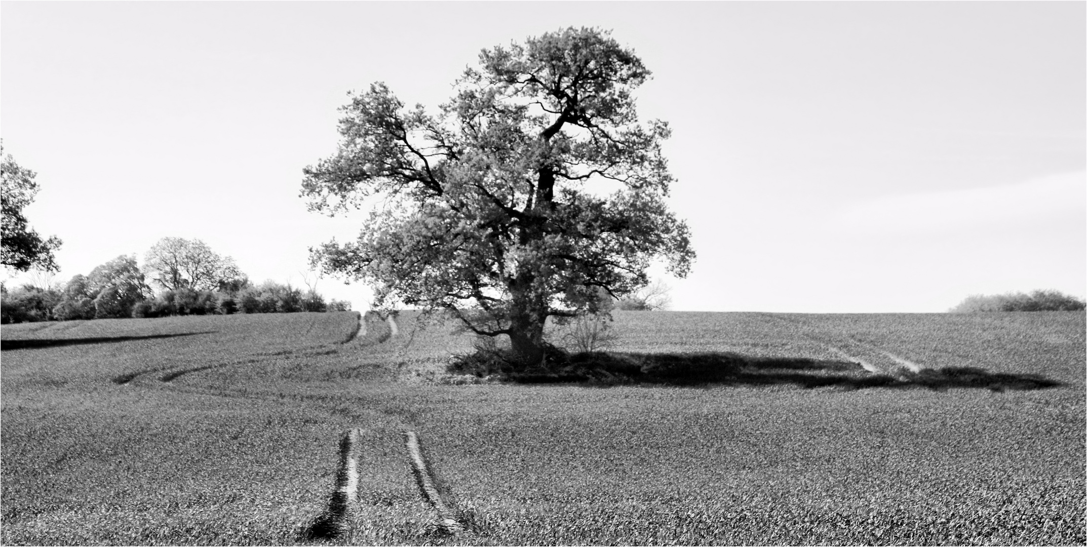 DAS HINDERNIS Foto & Bild | world, baum, natur Bilder auf fotocommunity