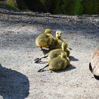 Das Hinlegen klappt noch nicht