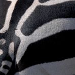 das Hinterteil des Zebras