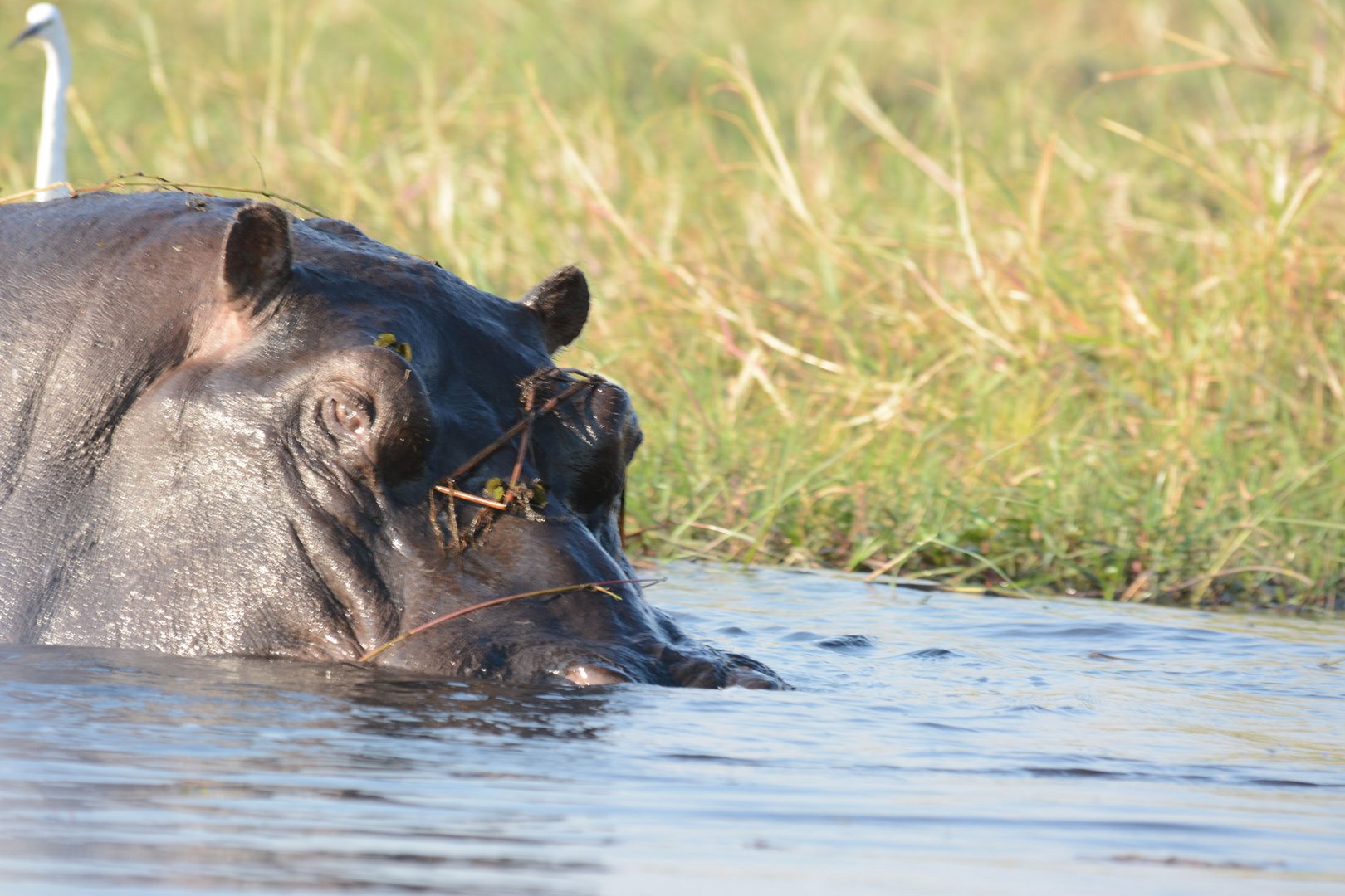 Das Hippo glotzt mich an beim Aufsuchen des Wassers