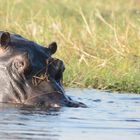 Das Hippo glotzt mich an beim Aufsuchen des Wassers