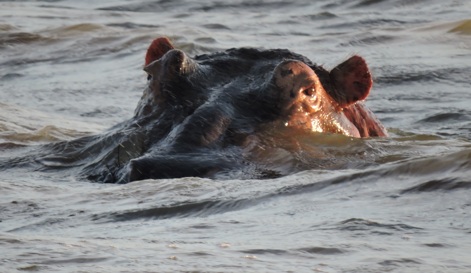 Das Hippo schaut mal wer da kommt .