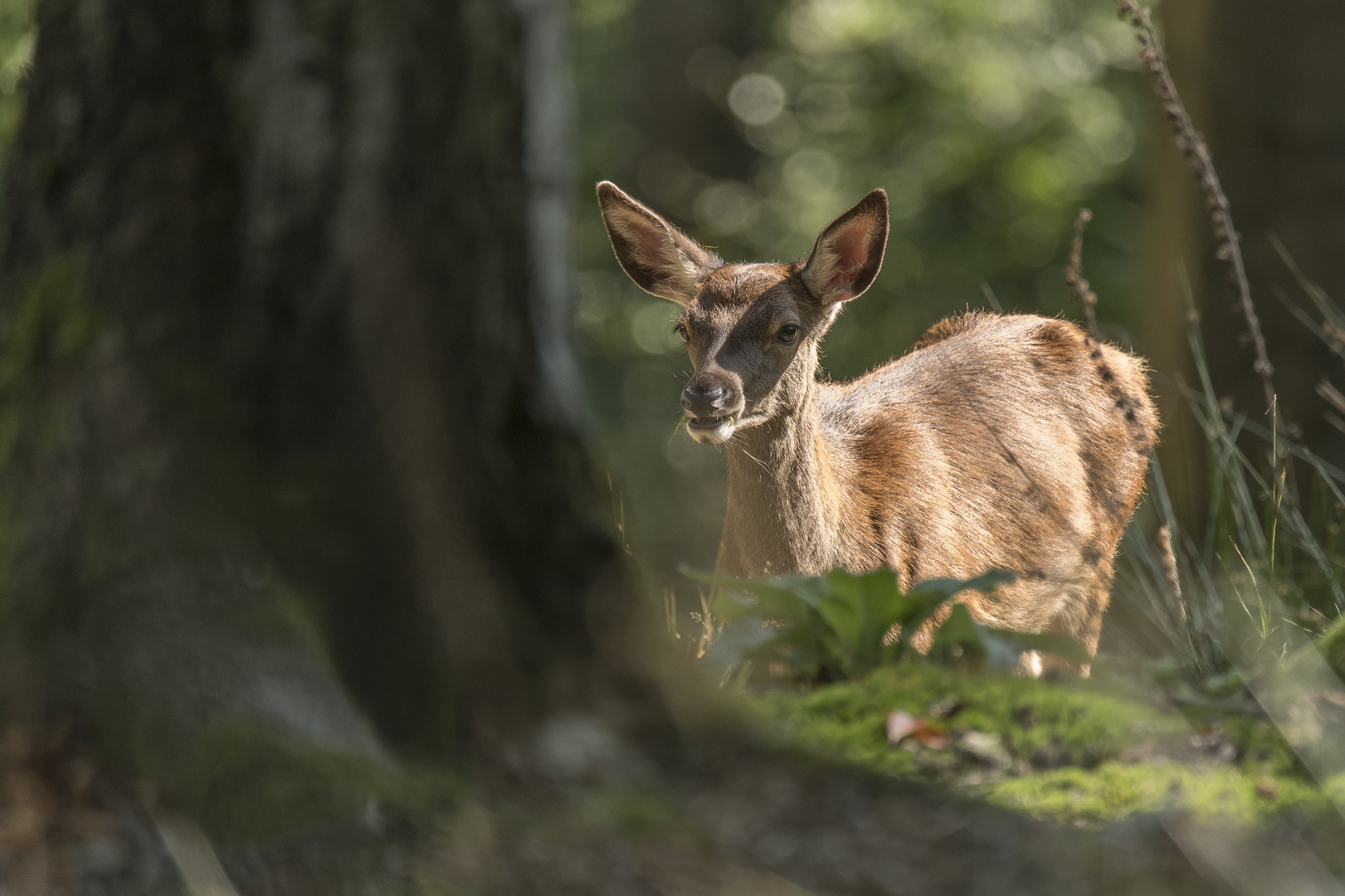 Das Hirschkalb