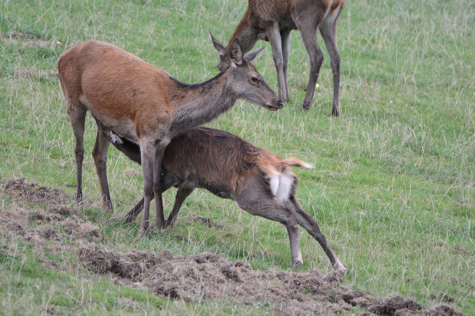 Das Hirschkalb holt sich auch während der Brunft seine Milch