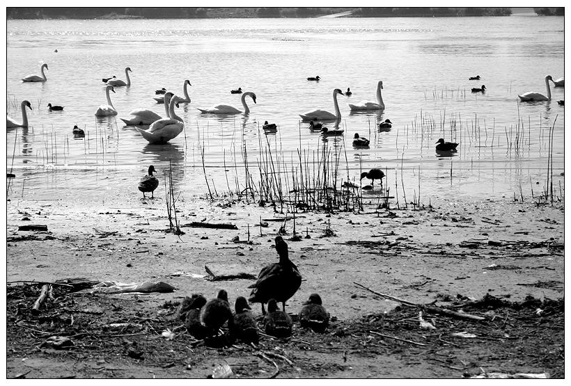 Das historische Foto: Invasion in der Schweinebucht