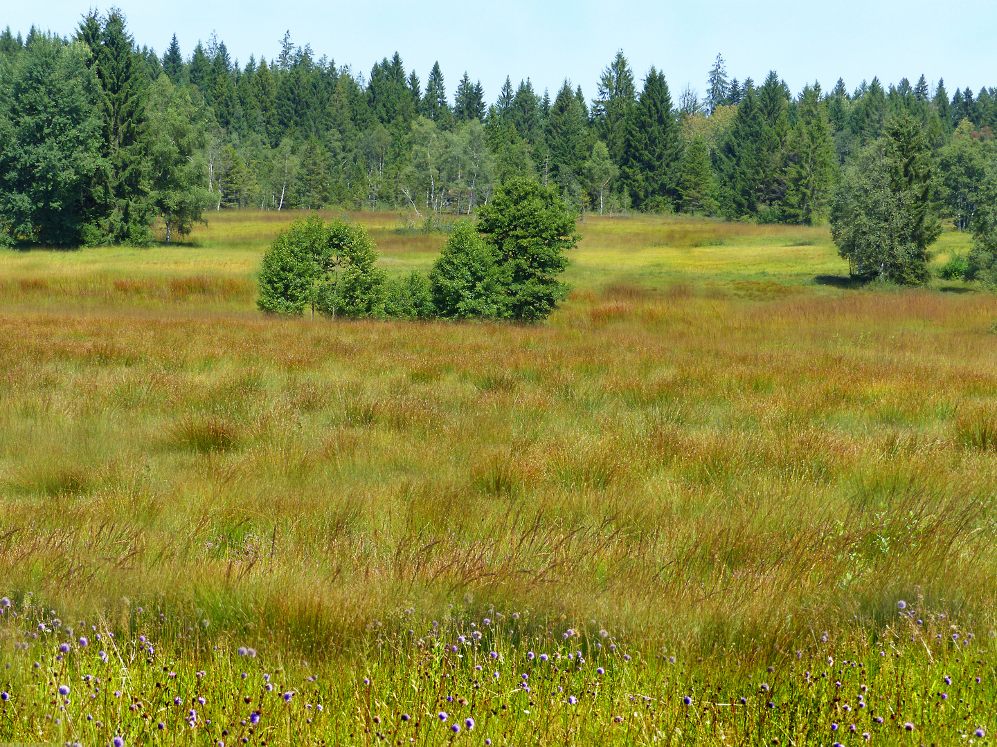 Das Hochmoor