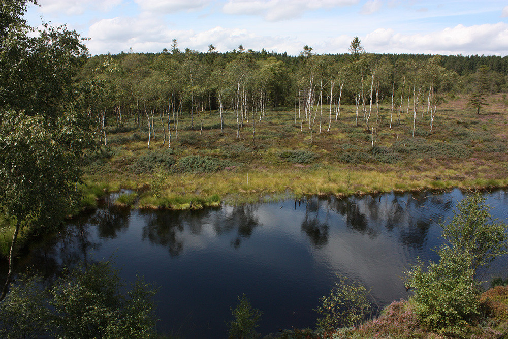 Das Hochmoor