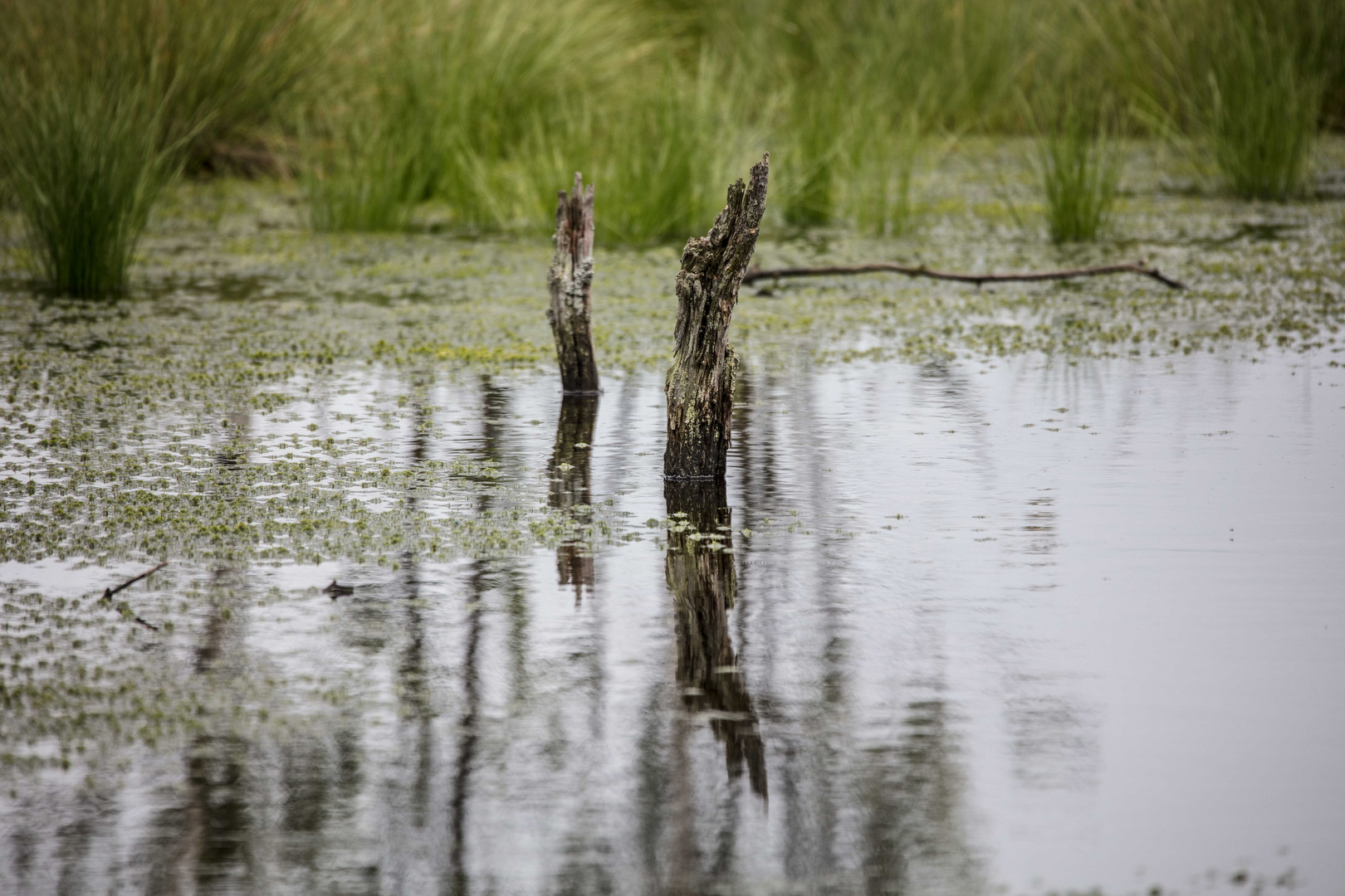 Das Hochmoor 