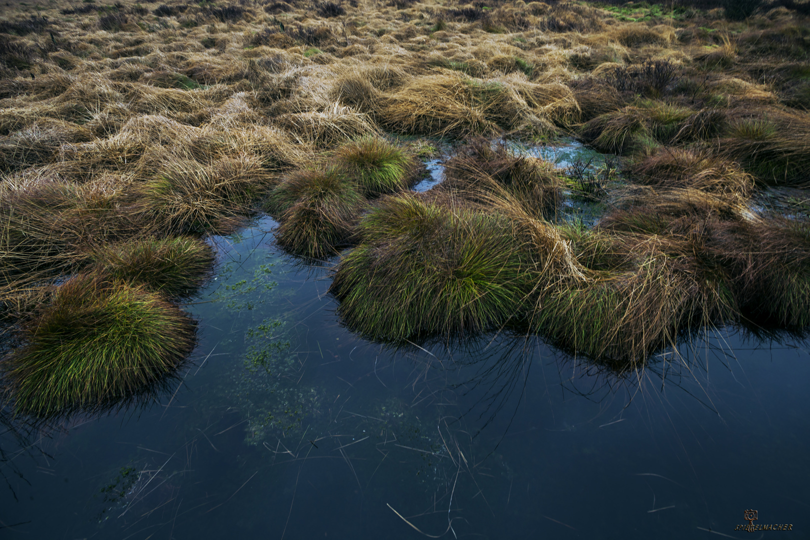 Das Hochmoor 