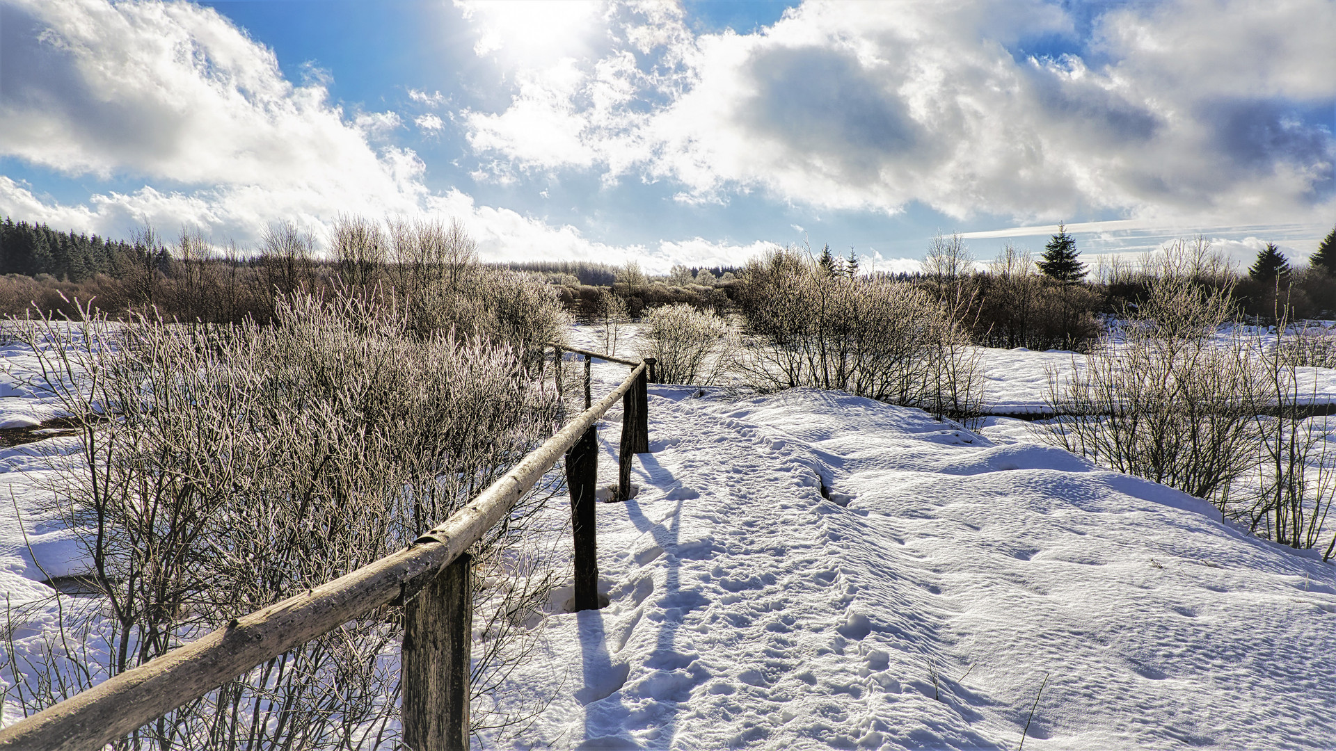 Das Hochmoor "Brackvenn" bei Kalterherberg 