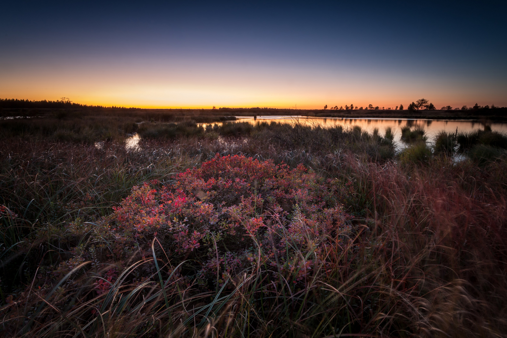 Das Hochmoor