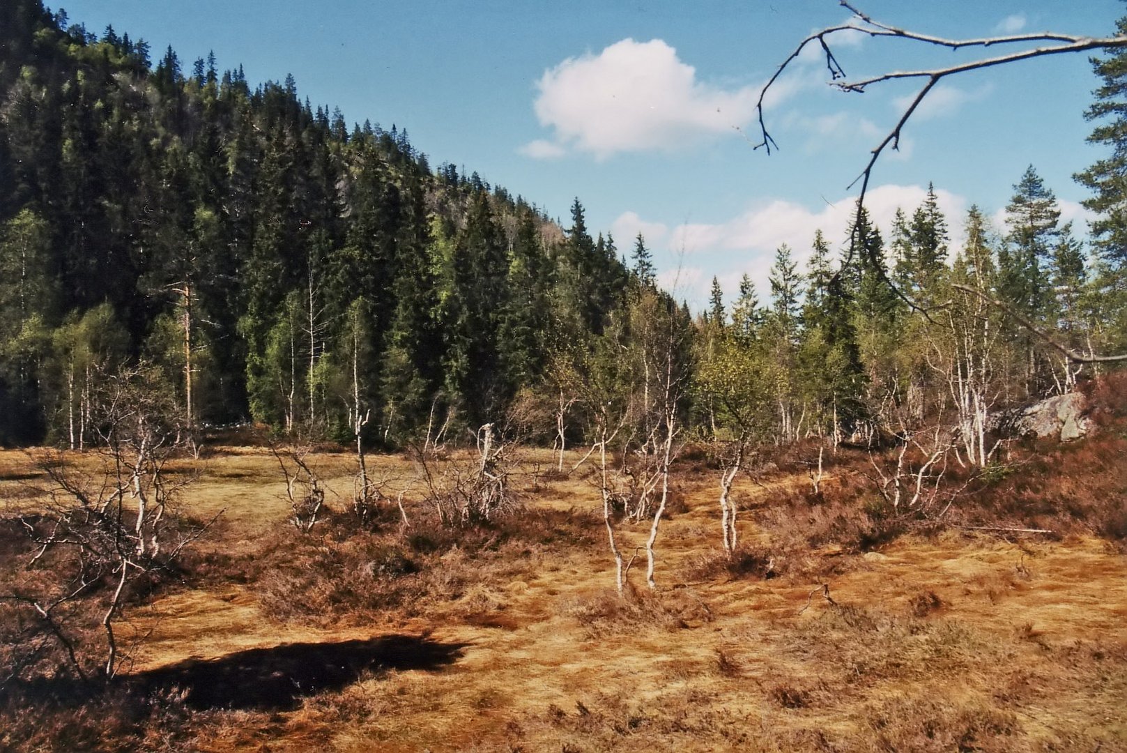 Das Hochmoor hinter der Hütte