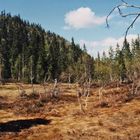 Das Hochmoor hinter der Hütte