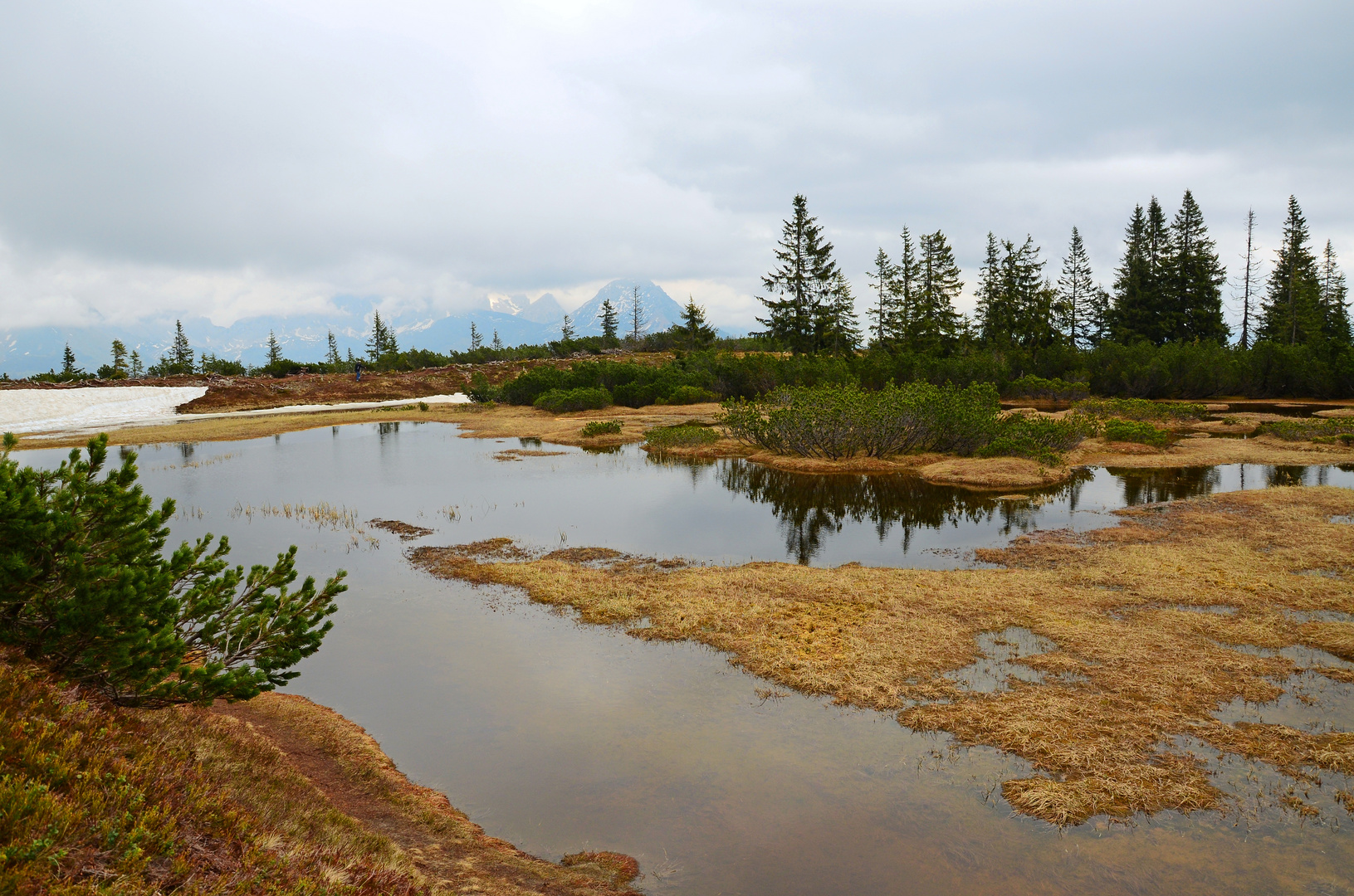 Das Hochmoor unterhalb des Gerzkopfes in Eben i Pg. 