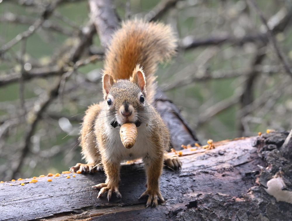 das Hörnchen