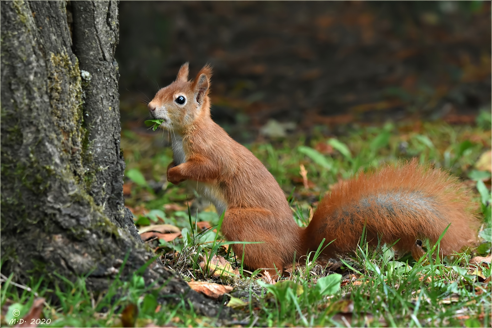 Das Hörnchen ...