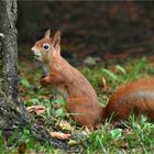 Das Hörnchen ...