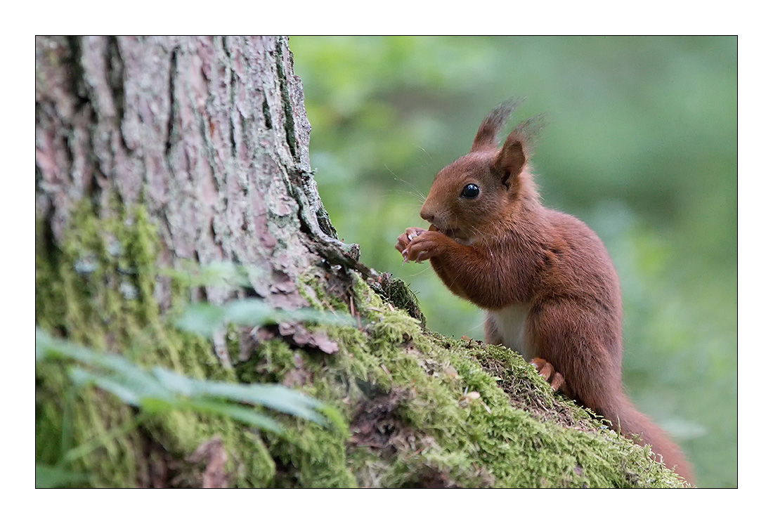 Das Hörnchen