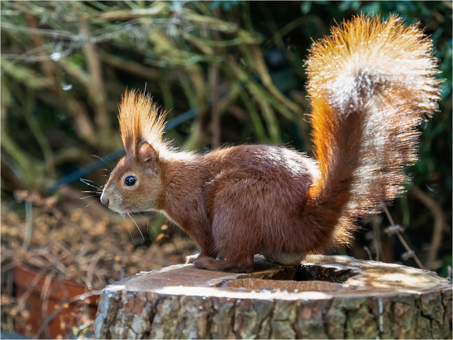 das Hörnchen auf dem Baumstumpf saß  .....